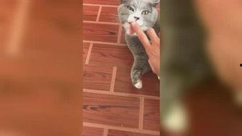 萌宠视频 热门话题,热门话题引发网友热议