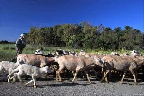 养牛羊热门话题英文,Top Trends and Insights in Beef and Sheep Farming: A Comprehensive Overview