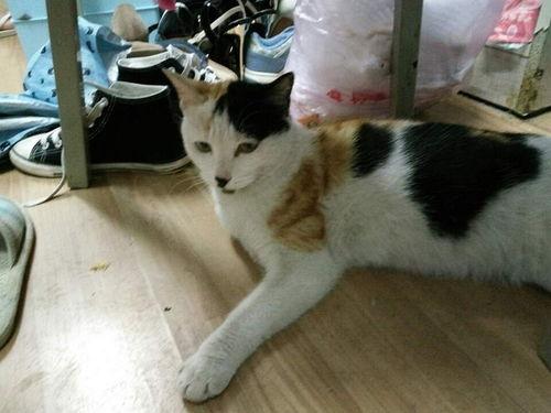 流浪猫的热门话题,社会关爱与动物权益的交织