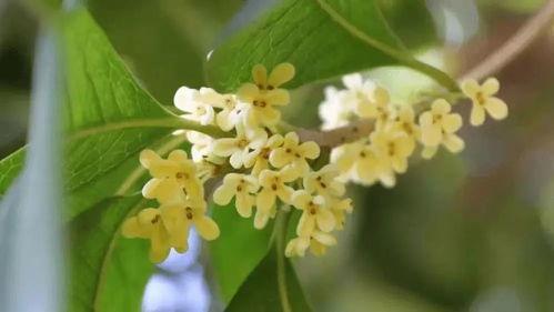 热门话题秋天桂花,探寻秋日里的芬芳使者