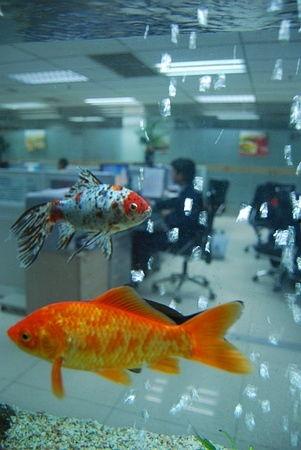 鱼的热门话题英语,Top Fish Topics: Exploring the Latest Trends in Aquatic Life