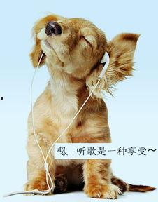 扮演狗狗视频热门话题