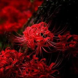 上热门话题彼岸花,探寻生死轮回的神秘花语