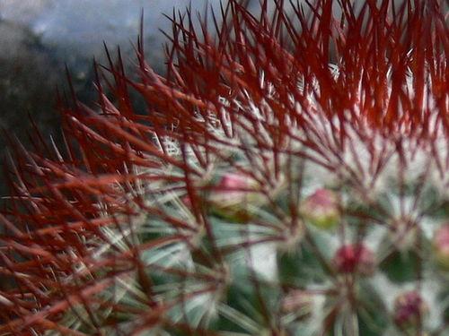 上热门话题彼岸花,探寻生死轮回的神秘花语