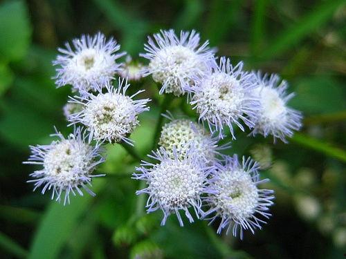 上热门话题彼岸花,探寻生死轮回的神秘花语