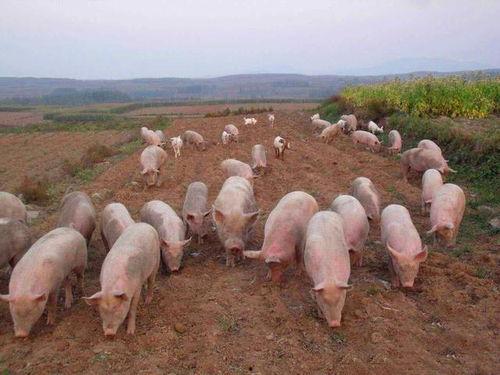 养猪热门话题,技术创新与市场趋势解析