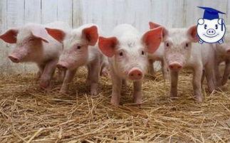 养猪新闻热门话题英文,Top养猪Industry News: Exploring the Latest Trends and Innovations in Pig Farming