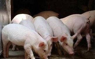 养猪新闻热门话题英文,Top养猪Industry News: Exploring the Latest Trends and Innovations in Pig Farming