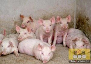 养猪新闻热门话题英文,Top养猪Industry News: Exploring the Latest Trends and Innovations in Pig Farming
