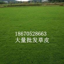 热门话题草坪图片,探索热门话题草坪的生态魅力