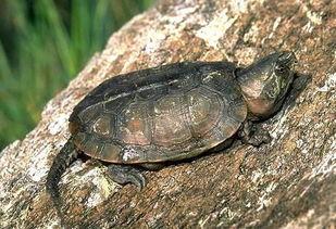 热门话题老鹰和乌龟