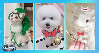 本地宠物热门话题在哪,揭秘宠物界的潮流风向标