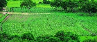 草原热门话题图片,探寻自然之美与生态平衡的和谐画卷