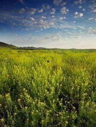 草原热门话题图片,探寻自然之美与生态平衡的和谐画卷