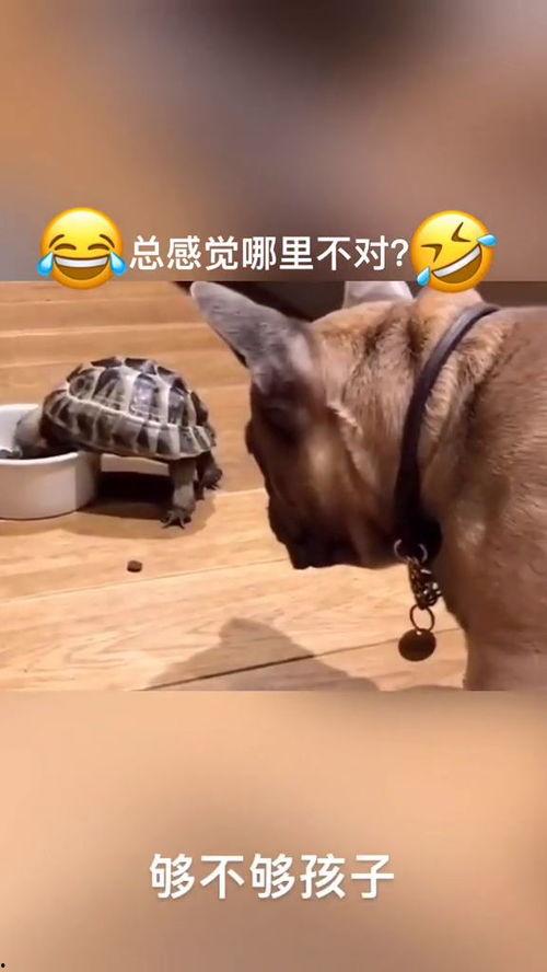 动物搞笑视频 热门话题,动物界的欢乐盛宴